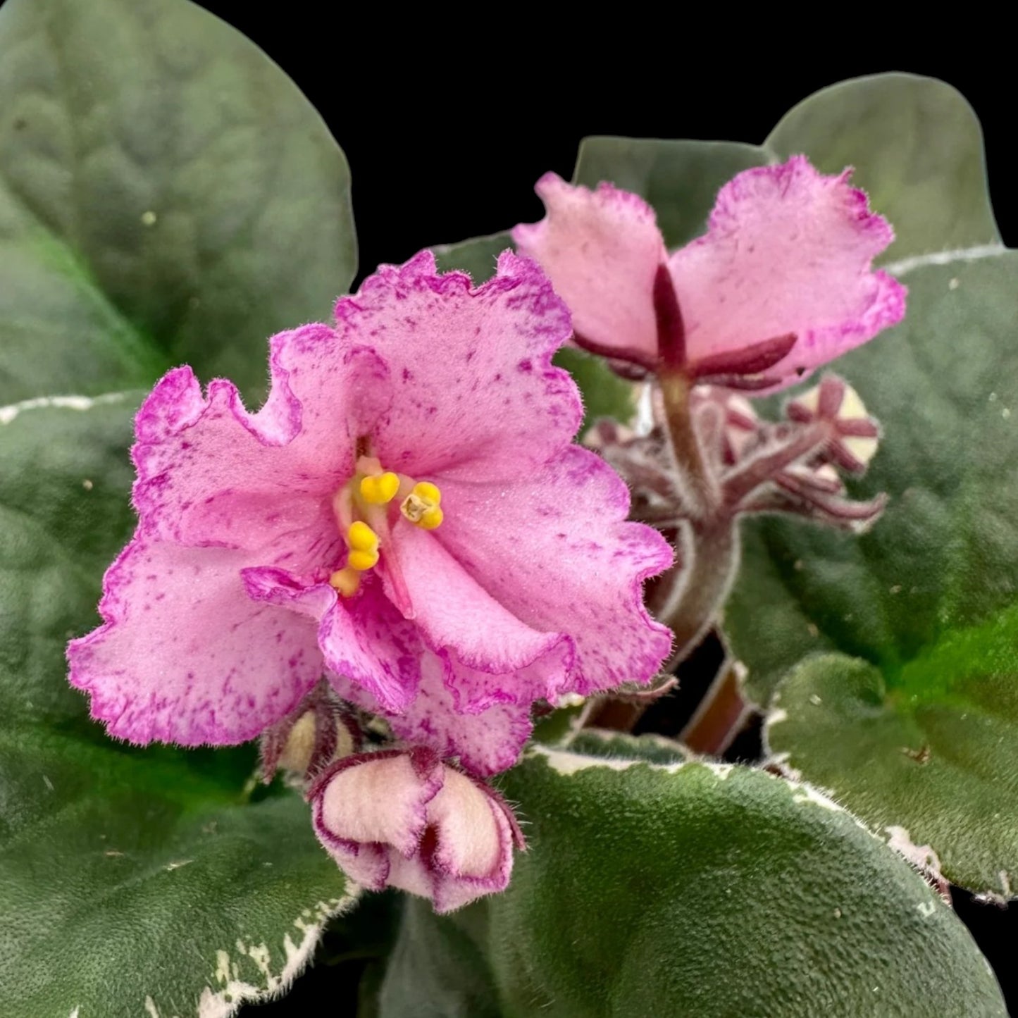 African Violet - Buckeye Fiesta (variegated) - Dr. Bill's Orchids, LLC