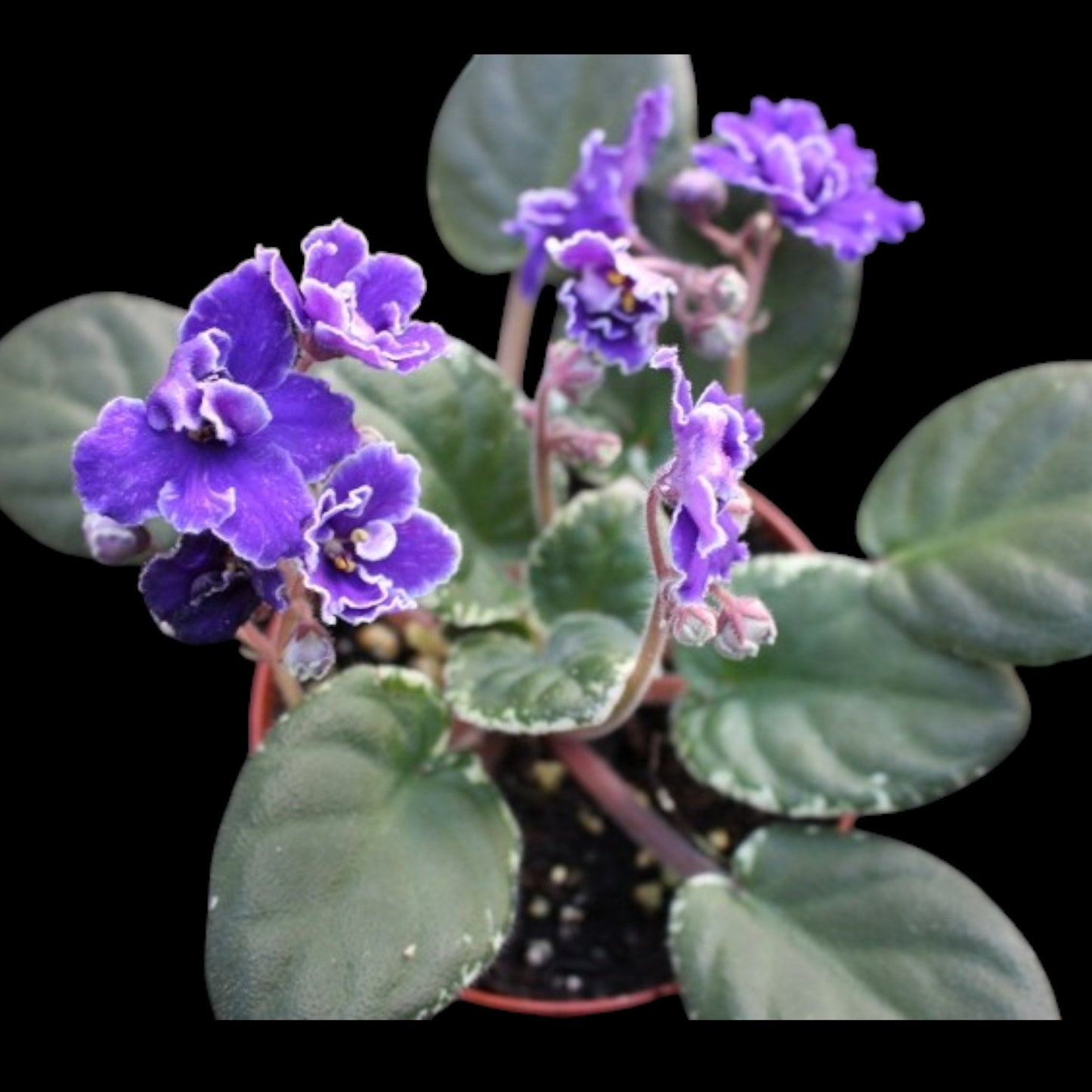 African Violet - Buckeye Party Streamers (variegated) - Dr. Bill's Orchids, LLC