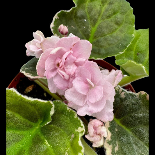 African Violet - Cajun Popcorn (variegated) - Dr. Bill's Orchids, LLC