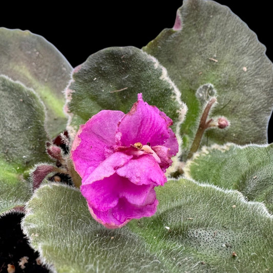 African Violet - Country Cider (variegated) - Dr. Bill's Orchids, LLC