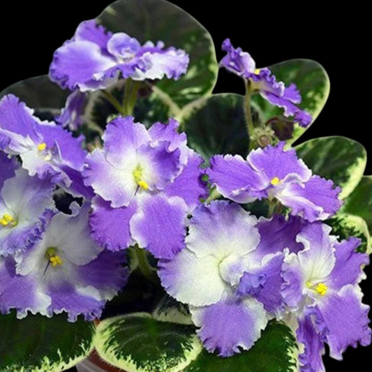 African Violet - Dress Rehearsal (variegated) - Dr. Bill's Orchids, LLC