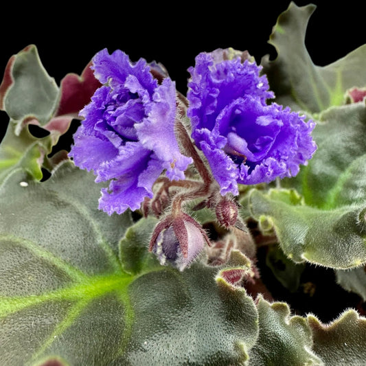 African Violet - Harmony's Blue Frills - Dr. Bill's Orchids, LLC