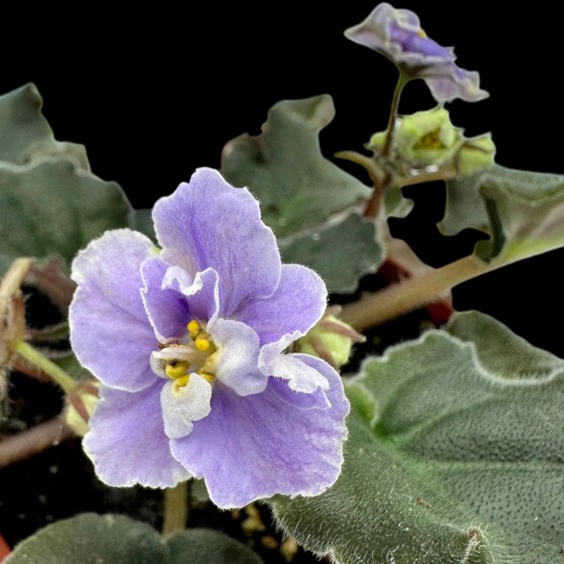 African Violet - Harmony's Cotton Candy - Dr. Bill's Orchids, LLC