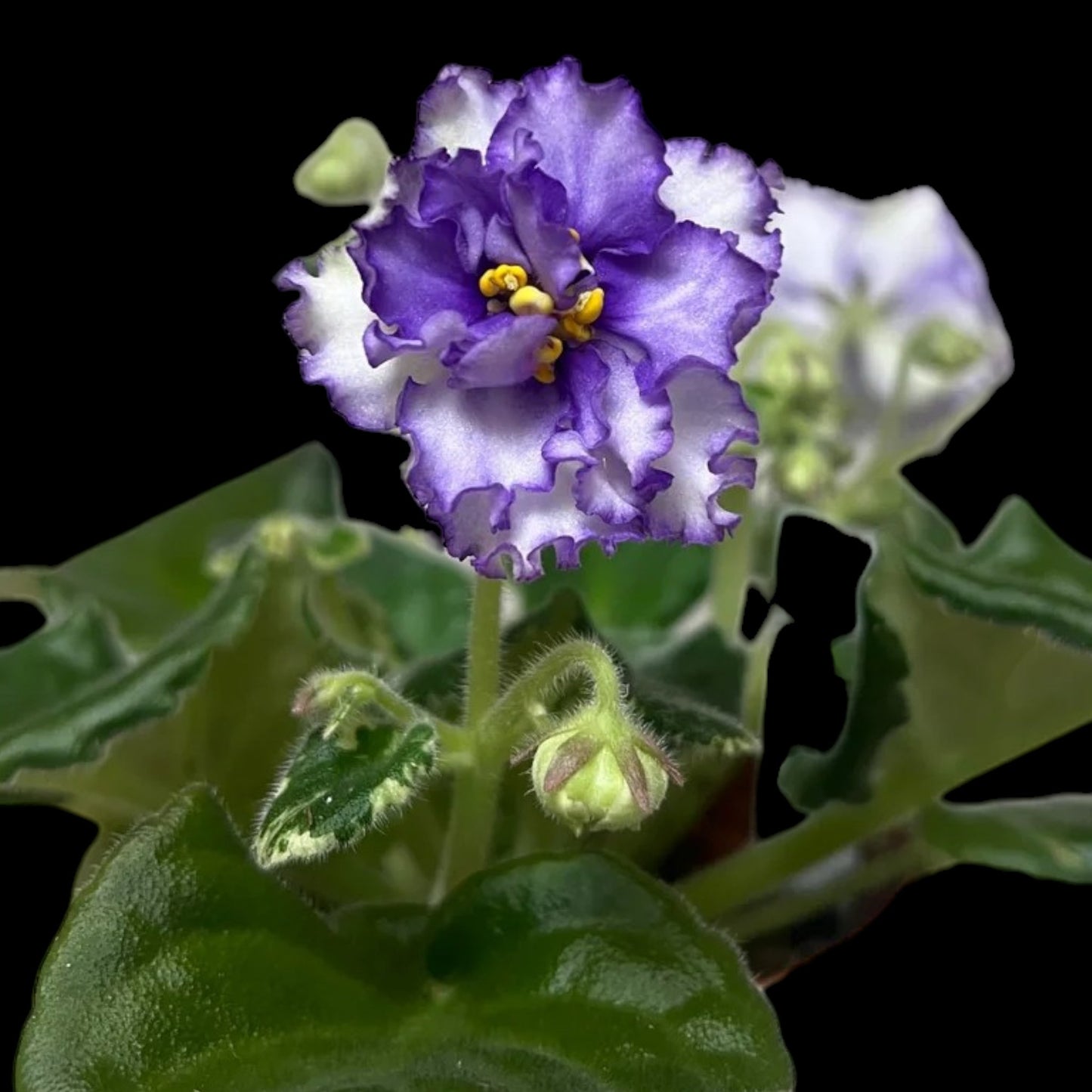 African Violet - Harmony's Ice Queen - Dr. Bill's Orchids, LLC