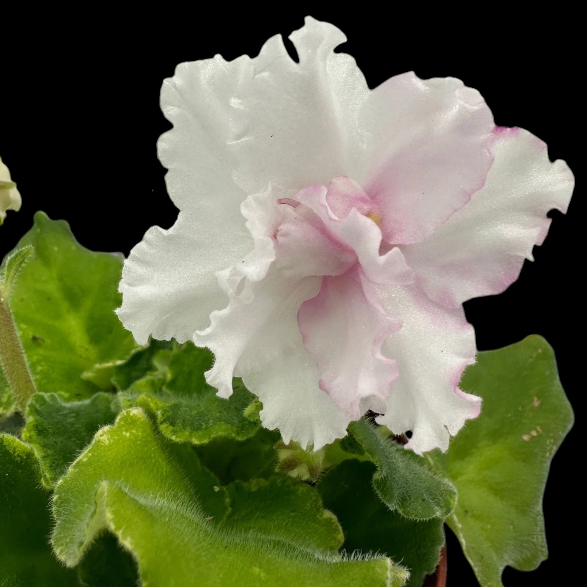 African Violet - Harmony's In A Flash (variegated) - Dr. Bill's Orchids, LLC