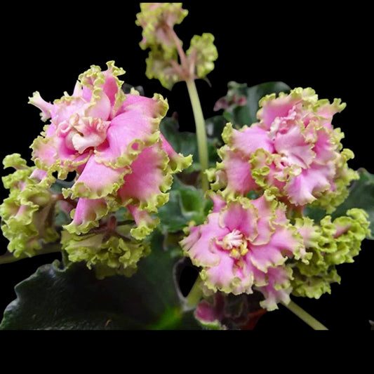 African Violet - Harmony's Miss Piggy - Dr. Bill's Orchids, LLC