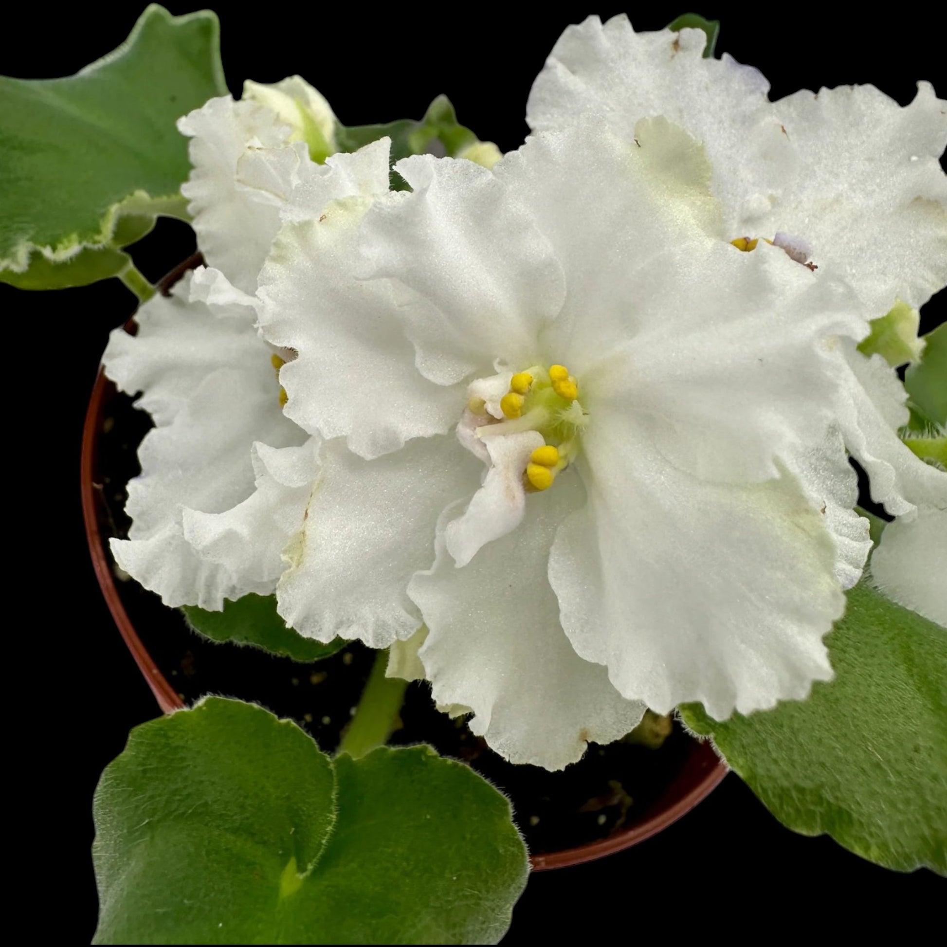 African Violet - Harmony's News Flash (variegated) - Dr. Bill's Orchids, LLC