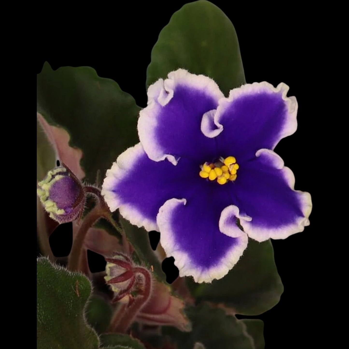 African Violet - Harmony's Wild Nights - Dr. Bill's Orchids, LLC