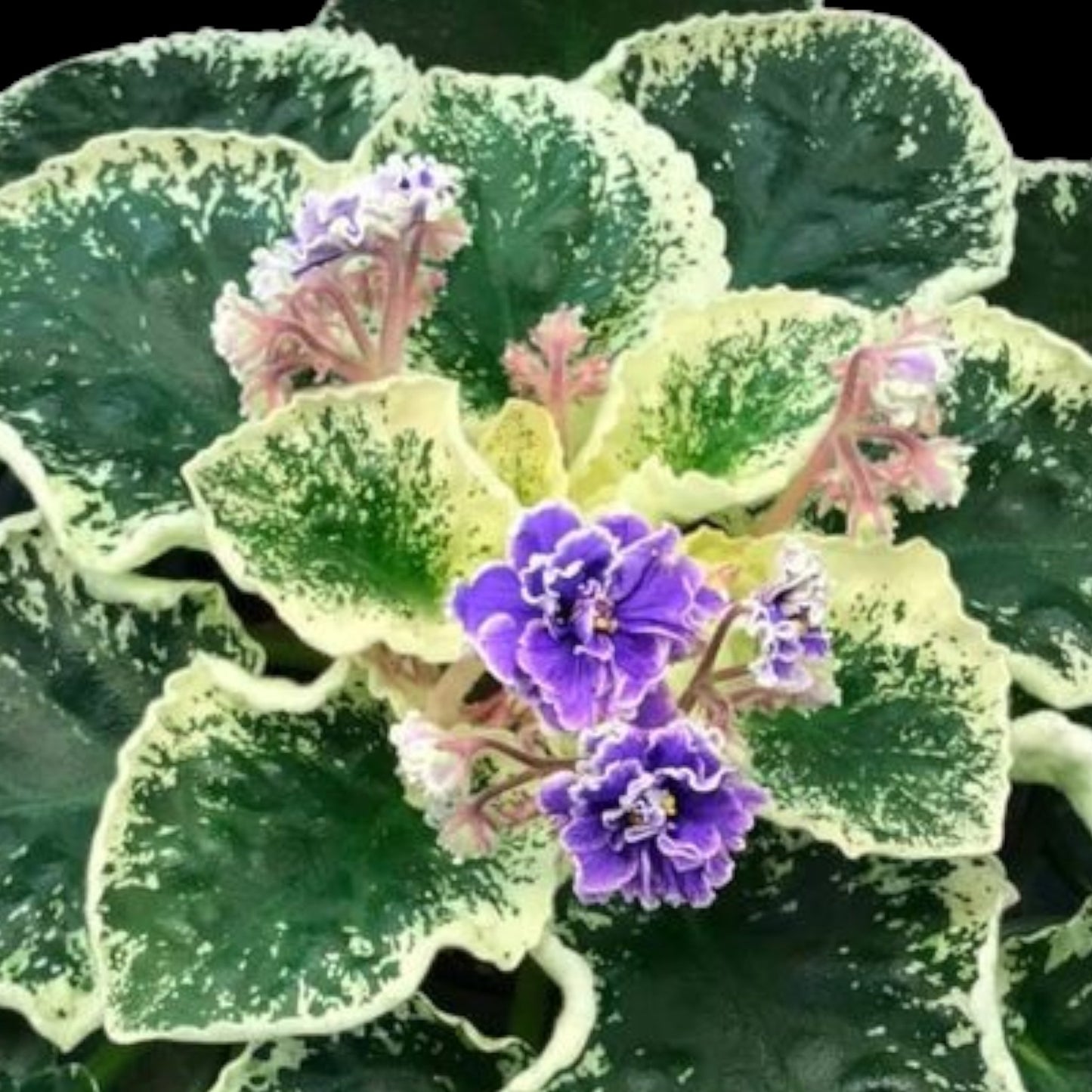 African Violet - Hunter's Credence (variegated) - Dr. Bill's Orchids, LLC