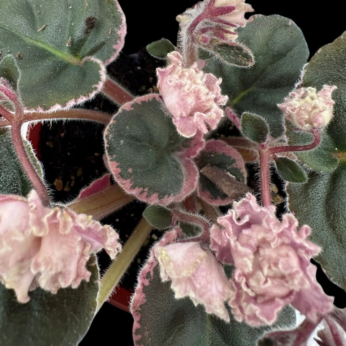 African Violet - Hunter's Elk Ivory (variegated) - Dr. Bill's Orchids, LLC