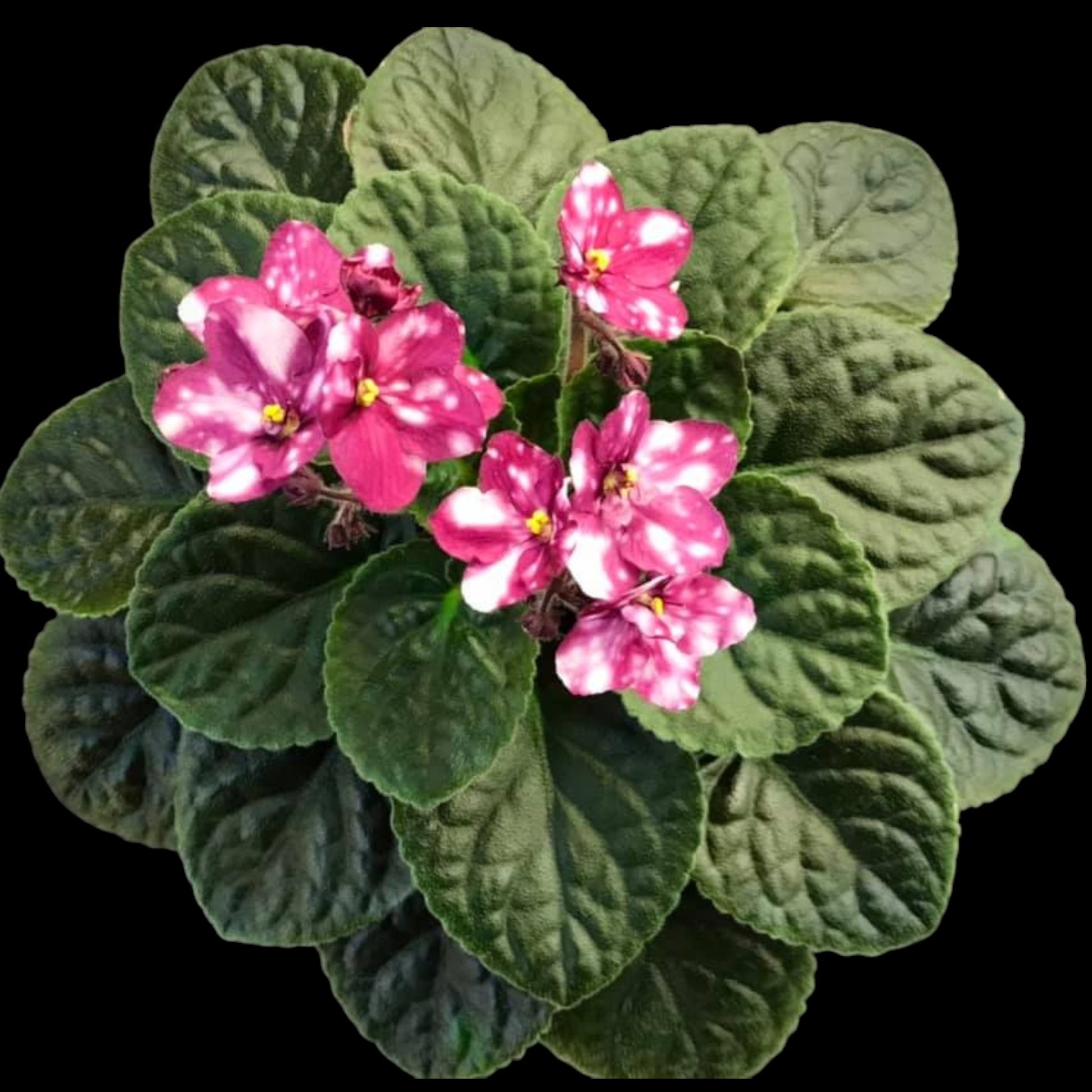 African Violet - Hunter's Fire & Ice - Dr. Bill's Orchids, LLC