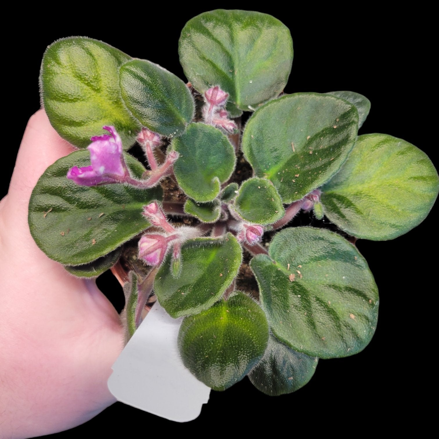 African Violet Hunter's Pew Pew - Dr. Bill's Orchids, LLC