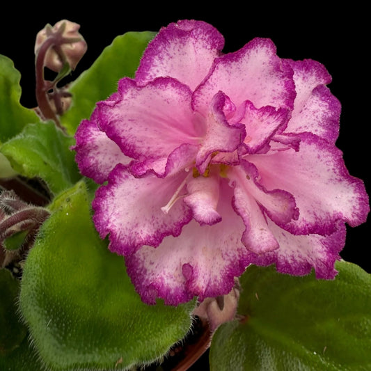 African Violet - Ian Minuet - Dr. Bill's Orchids, LLC