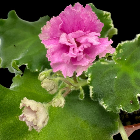 African Violet - Irish Ruffles (variegated) - Dr. Bill's Orchids, LLC