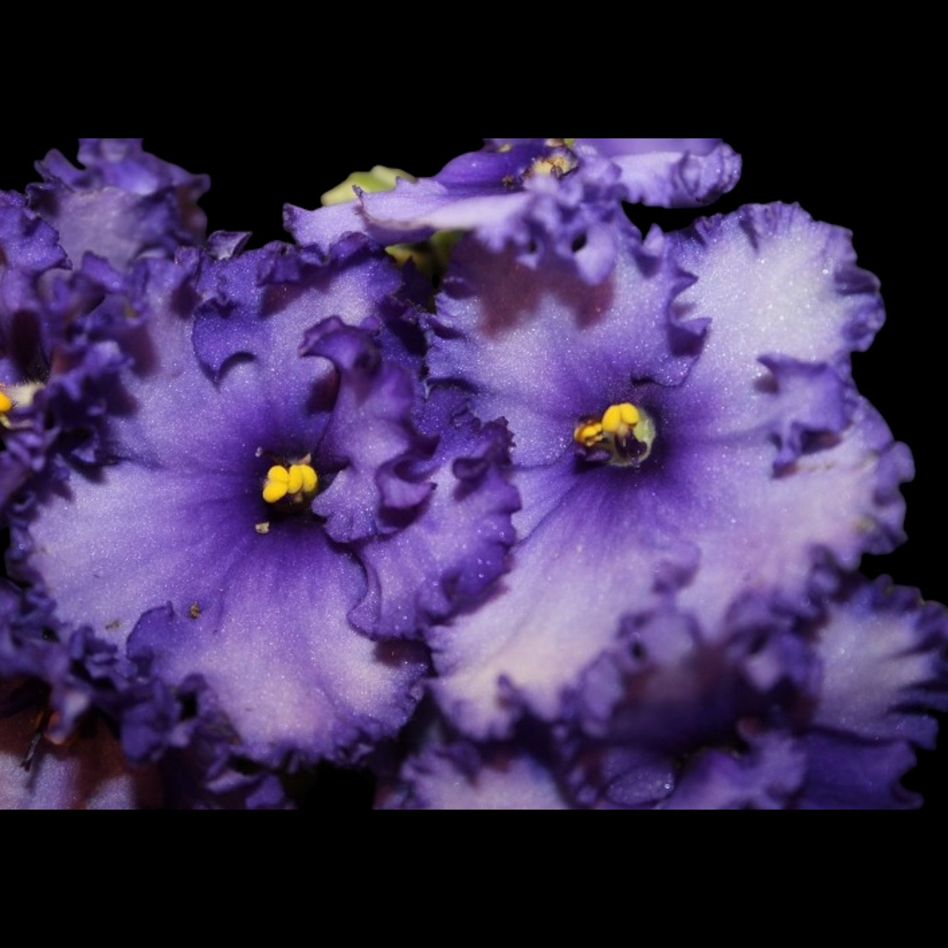 African Violet - Island Hideaway - Dr. Bill's Orchids, LLC