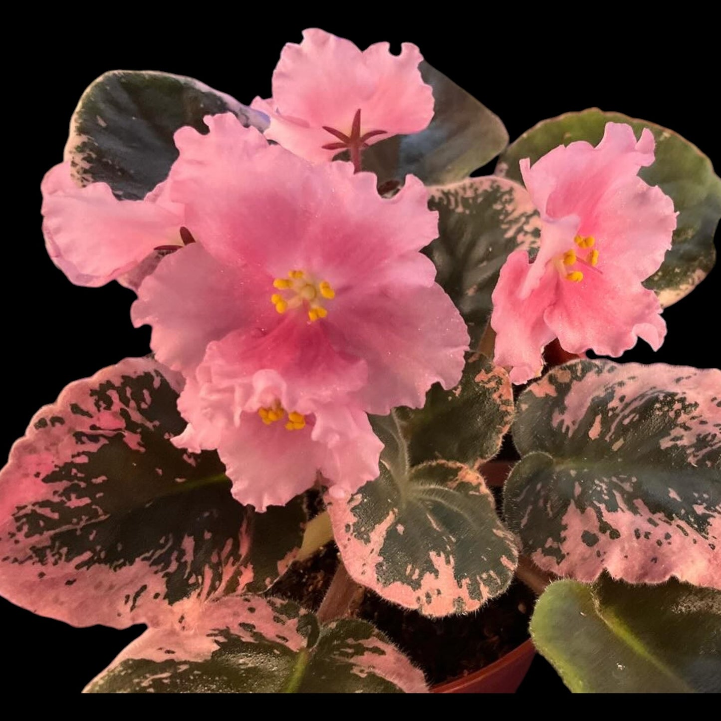 African Violet - Kaylih Marie (variegated) - Dr. Bill's Orchids, LLC