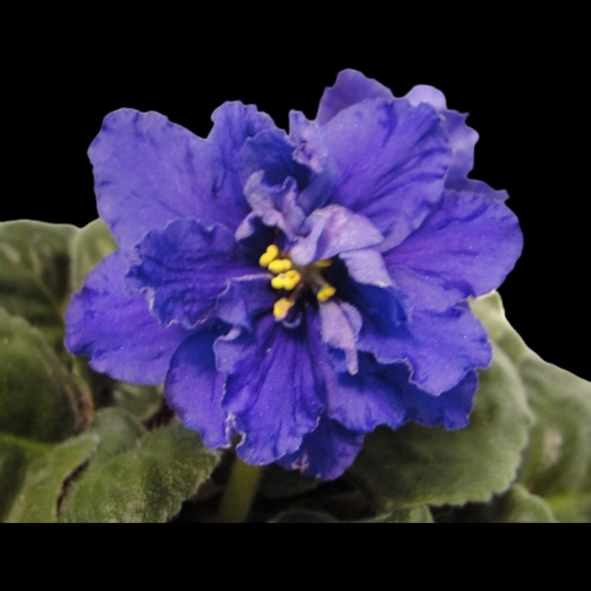 African Violet - Knight in Tiger's Skin - Dr. Bill's Orchids, LLC