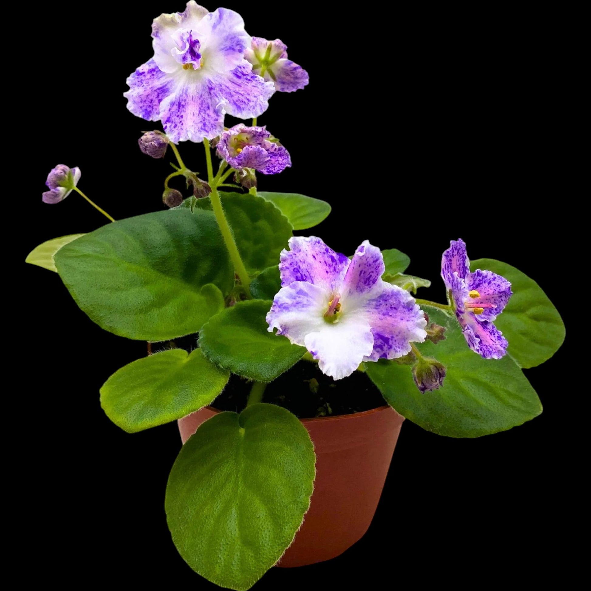 African Violet - K's Dancing Spree (variegated) - Dr. Bill's Orchids, LLC