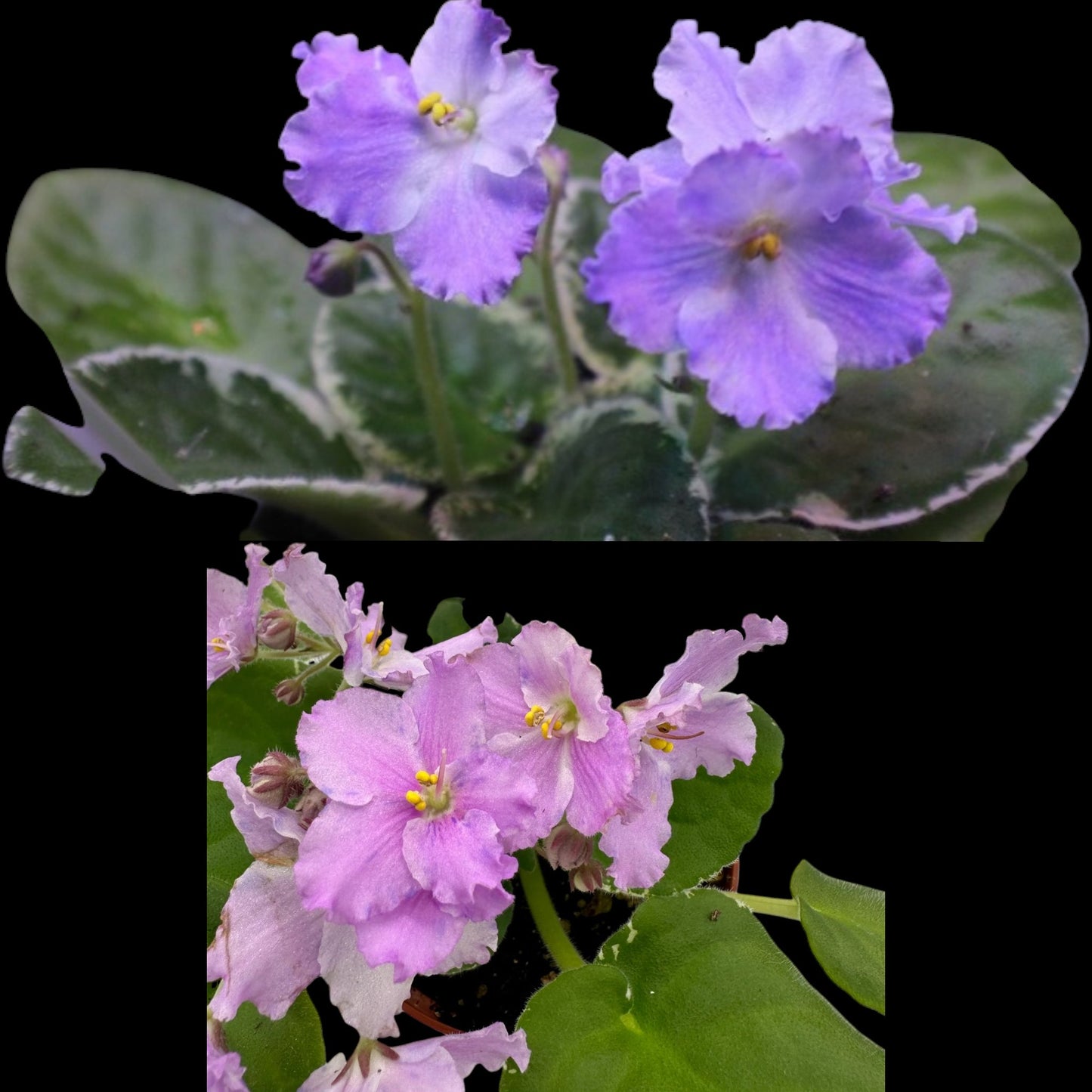 African Violet - K's Lilac Infusion (variegated) - Dr. Bill's Orchids, LLC