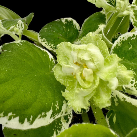 African Violet - LE Beryl Frost (variegated) - Dr. Bill's Orchids, LLC