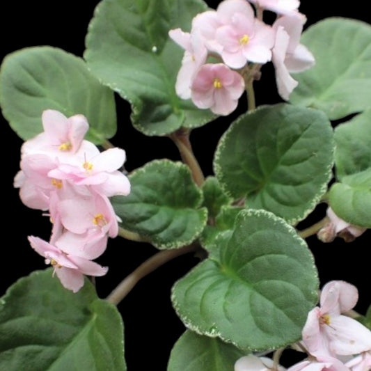 African Violet - Ma's Debutante (variegated) - Dr. Bill's Orchids, LLC