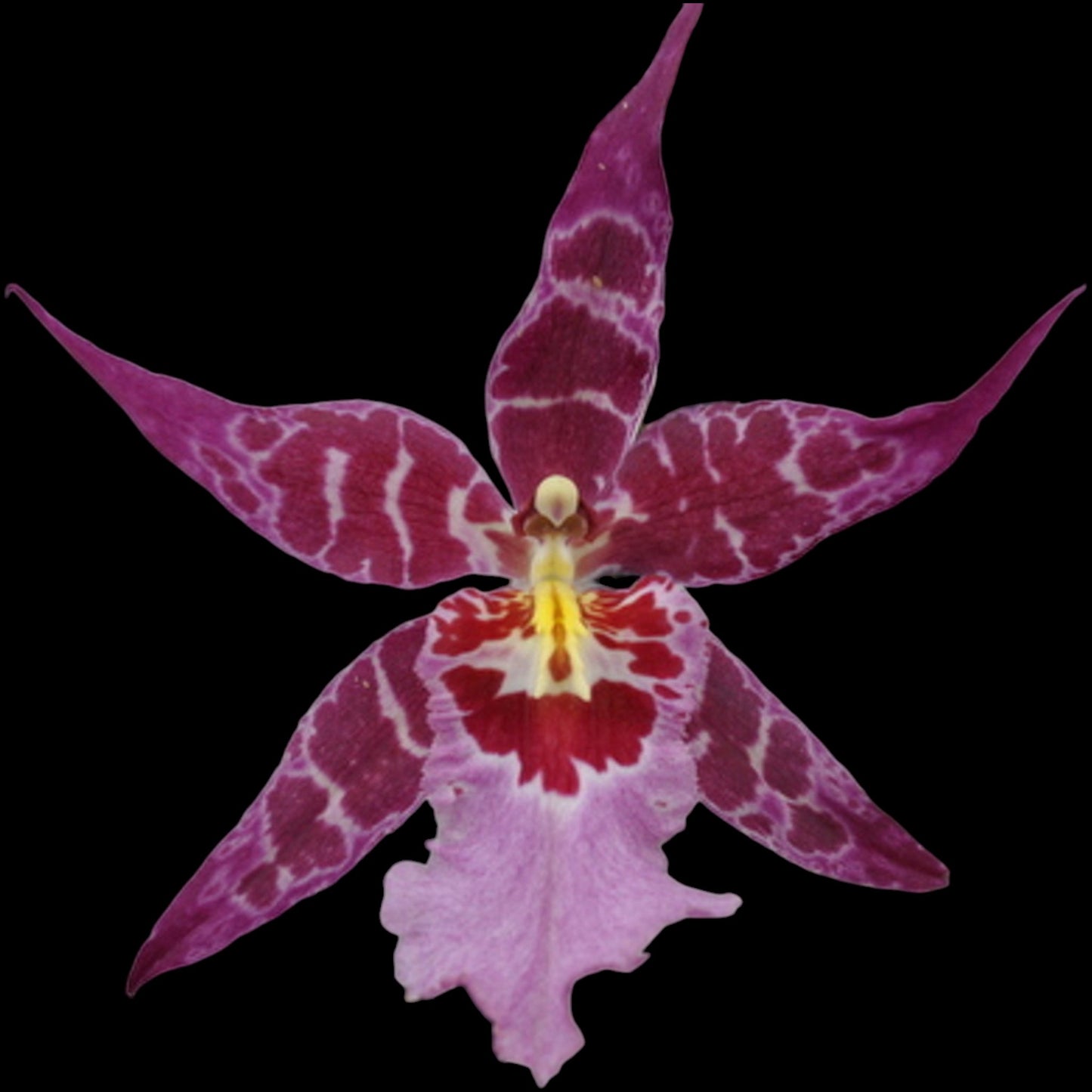 Alcra. Stellar 'Hoku' - Dr. Bill's Orchids, LLC
