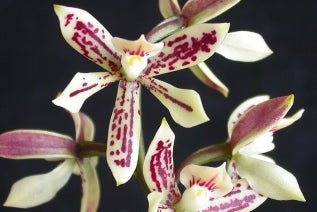 Anacheilium (bueraremense x allemanoides) - Dr. Bill's Orchids, LLC