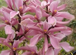 Anacheilium (bueraremense x allemanoides) - Dr. Bill's Orchids, LLC