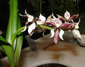 Anacheilium faresianum - Dr. Bill's Orchids, LLC