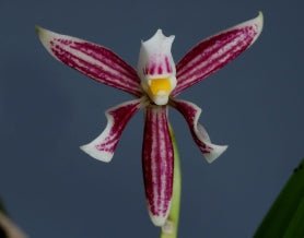 Anacheilium faresianum - Dr. Bill's Orchids, LLC