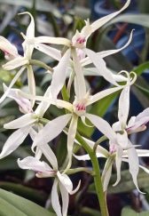 Anacheilium silvanum - Dr. Bill's Orchids, LLC