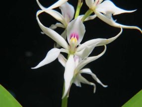 Anacheilium silvanum - Dr. Bill's Orchids, LLC