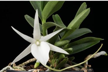 Angraecum didieri - Dr. Bill's Orchids, LLC