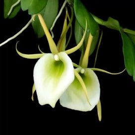 Angraecum infundibulare - Dr. Bill's Orchids, LLC