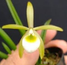 B. cebolleta - Dr. Bill's Orchids, LLC