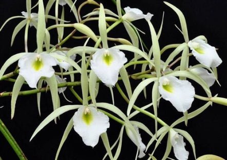 B. flagellaris - Dr. Bill's Orchids, LLC