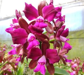 B. tuberculata 'General Osorio' x C. tigrina flamea - Dr. Bill's Orchids, LLC