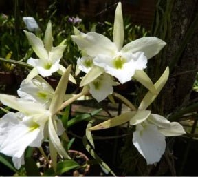 B. tuberculata 'General Osorio' x C. tigrina flamea - Dr. Bill's Orchids, LLC