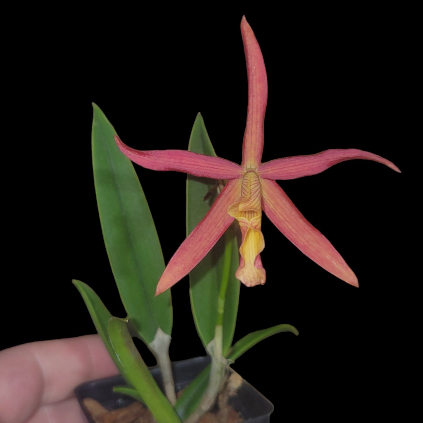 Bc. Little Birds - Dr. Bill's Orchids, LLC