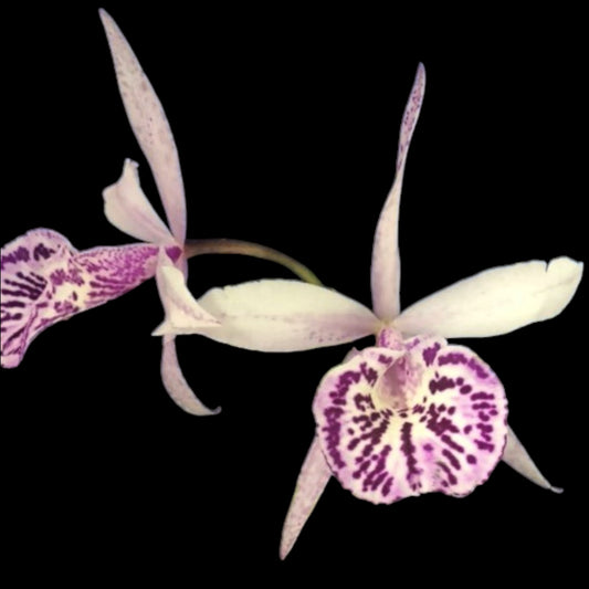 Bc. Taiwan Big Lip 'Ta - Hsin' - Dr. Bill's Orchids, LLC