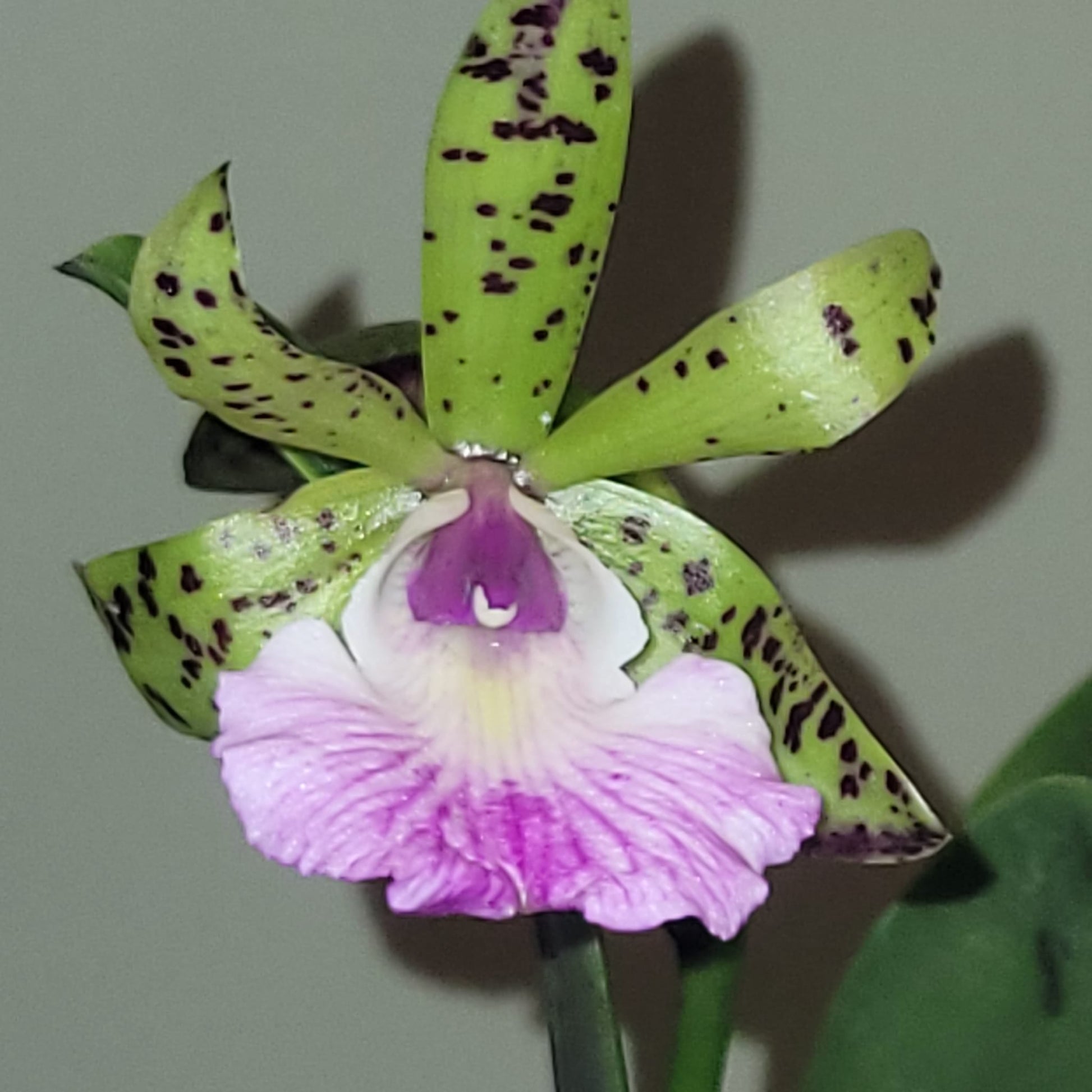 Bc. Theresa Ricci - Dr. Bill's Orchids, LLC