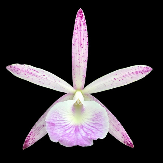 Bc. Walter August (B. nodosa x C. Summer Spot) - Dr. Bill's Orchids, LLC