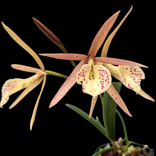 Bc. Yellow Bird (red/pink form) - Dr. Bill's Orchids, LLC