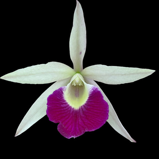 Bc. Yuan Nan Star War - Dr. Bill's Orchids, LLC