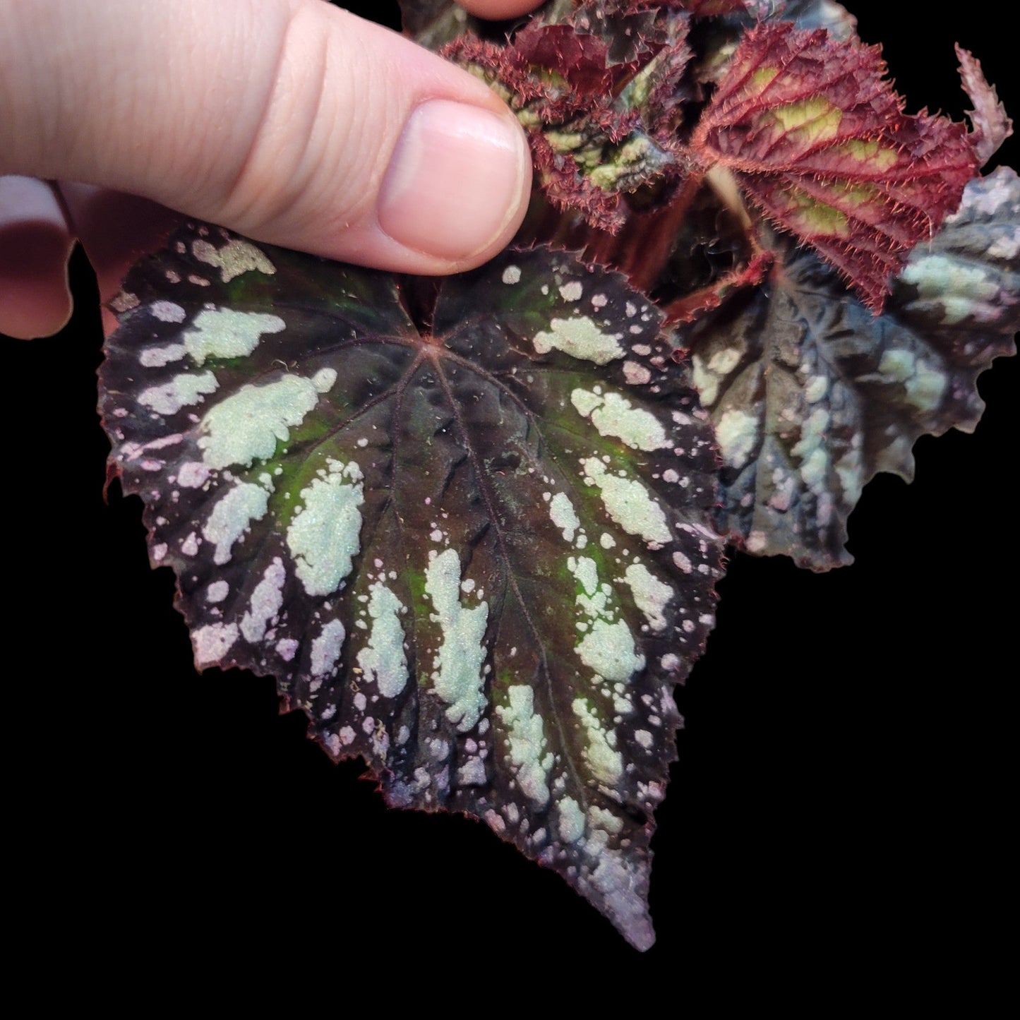 Begonia rex 'Fireworks' - Dr. Bill's Orchids, LLC