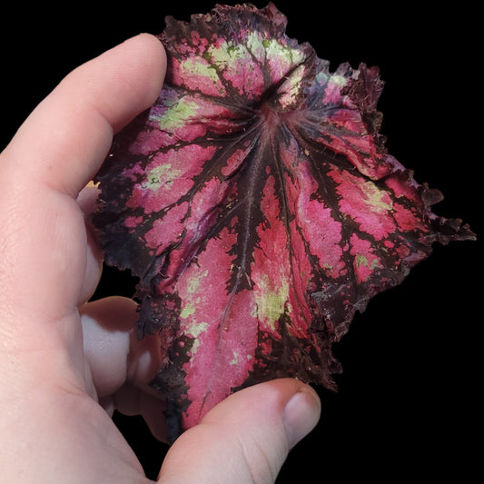 Begonia rex 'Harmony's Dance of Dragons' - Dr. Bill's Orchids, LLC