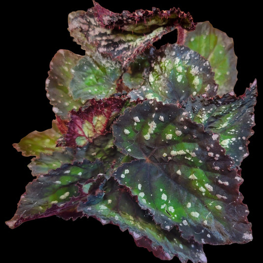 Begonia rex 'Harmony's Grinch' - Dr. Bill's Orchids, LLC