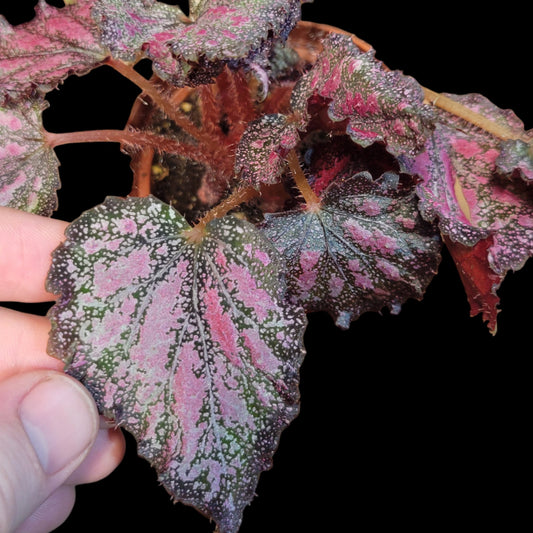 Begonia rex 'Harmony's Holly Jolly' - Dr. Bill's Orchids, LLC