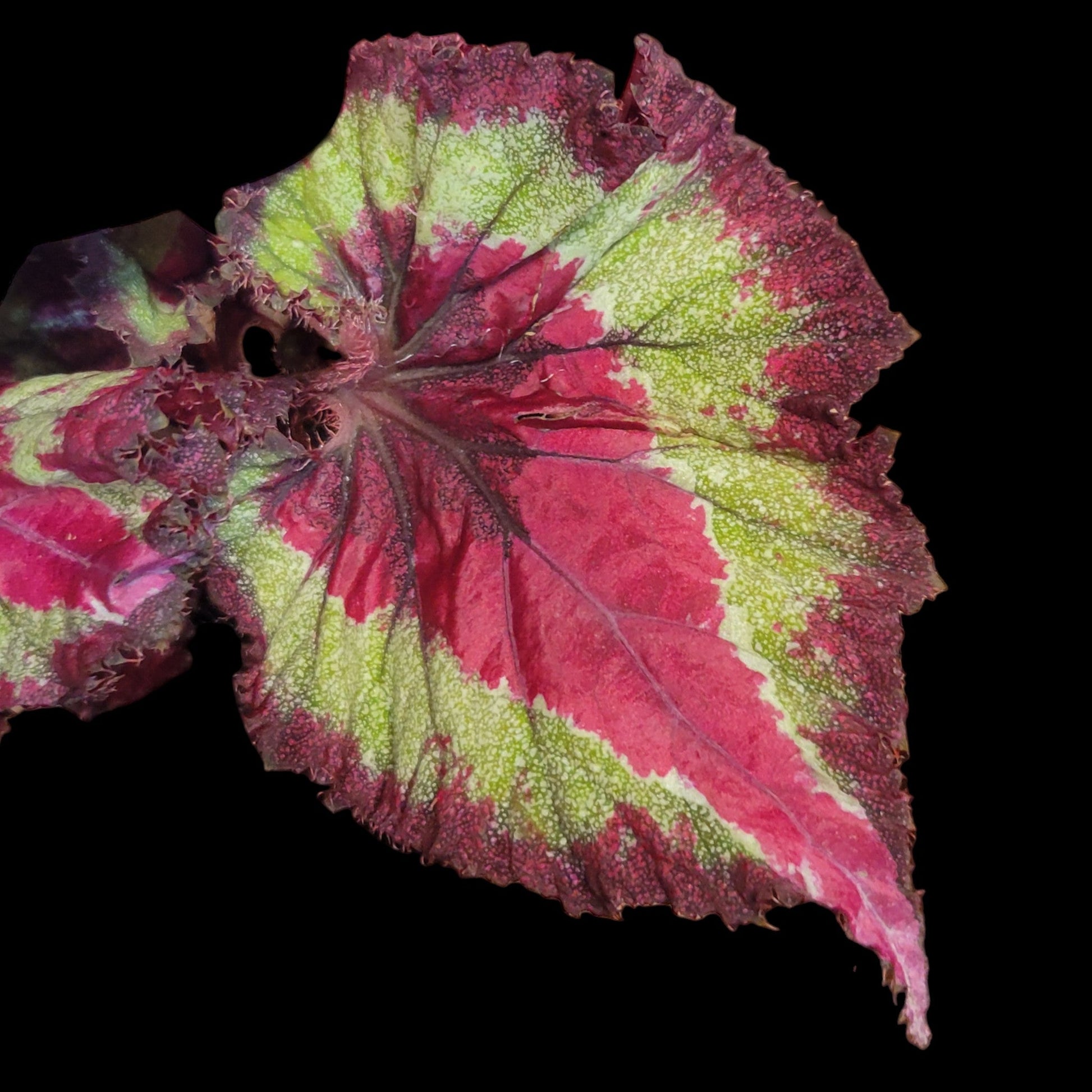 Begonia rex 'Harmony's Jaded Heart' - Dr. Bill's Orchids, LLC