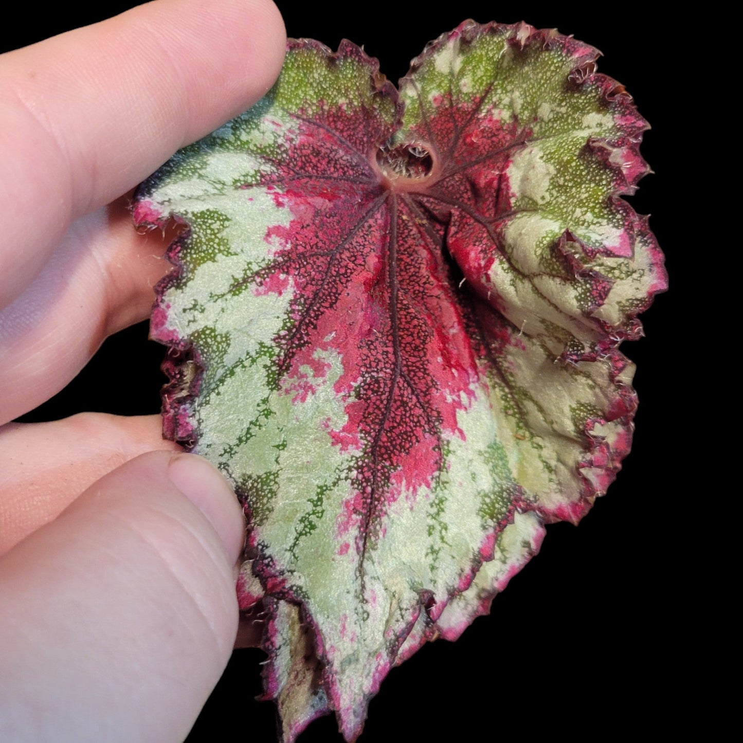 Begonia rex 'Harmony's Peppermint Twist' - Dr. Bill's Orchids, LLC